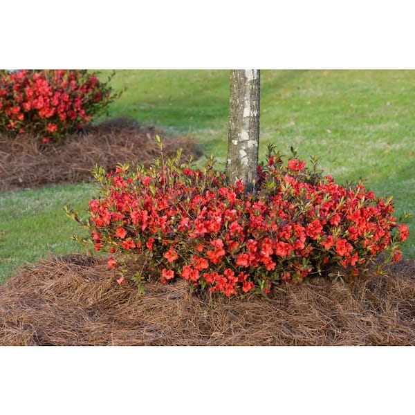 ENCORE AZALEA 1 Gal. Autumn Embers Shrub with Red-Orange ENCORE AZALEA 1 Gal. Autumn Embers Shrub with Red-Orange