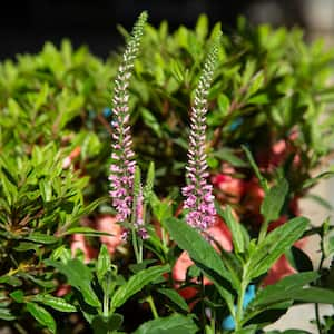 2.5 Qt. Pink Moody Blues Veronica Live Perennial Plant with Soft Pink Flower Spikes from Spring to Fall