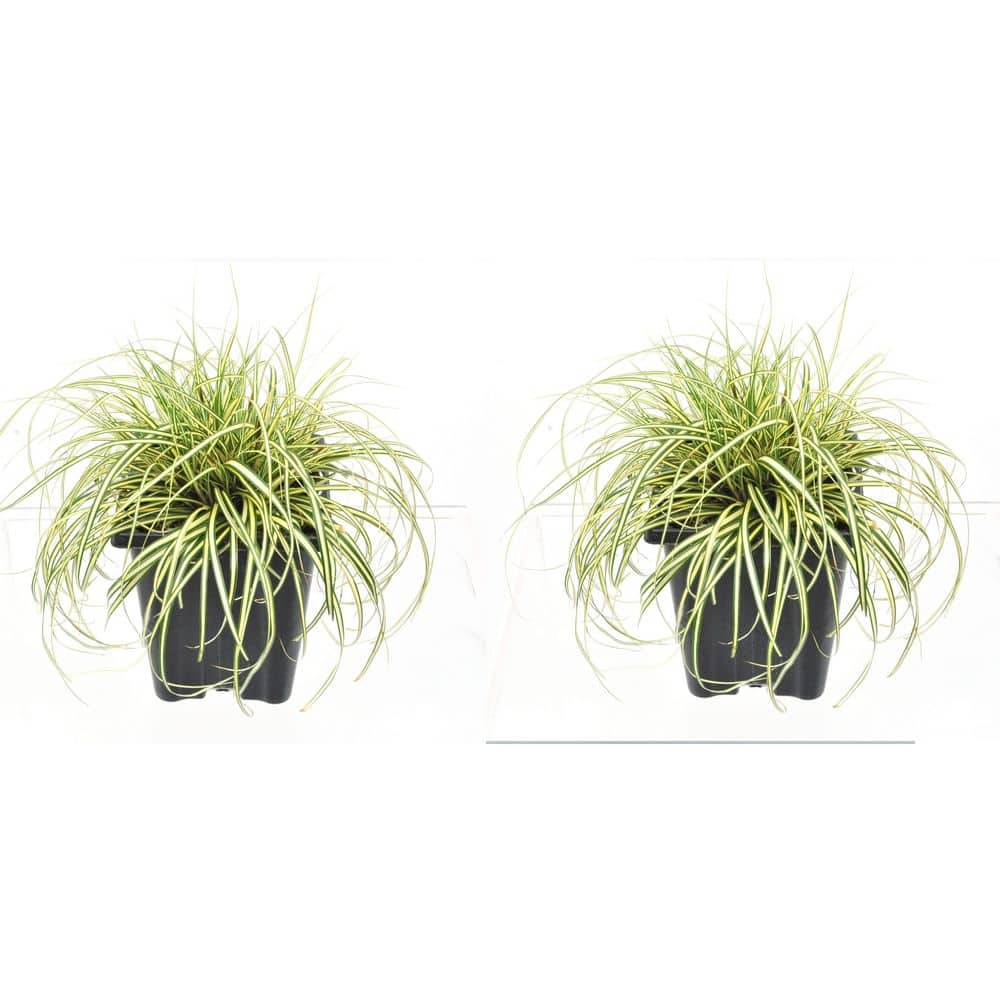 Perennial Grass Carex oshimensis Evergold 1.0 qt. (2-Pack) 1265