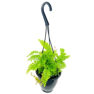 Maidenhair Fern Hanging Basket - Live Plant in a 4 in. Hanging Pot - Rare and Exotic Ferns from Florida