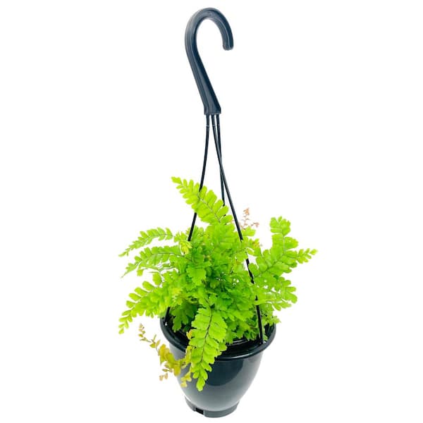 Wekiva Foliage Maidenhair Fern Hanging Basket - Live Plant in a 4 in. Hanging Pot - Rare and Exotic Ferns from Florida