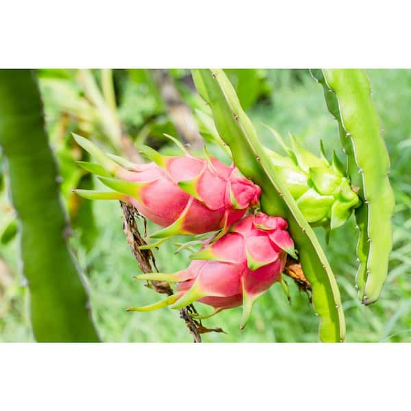 dragon fruit plant in pot