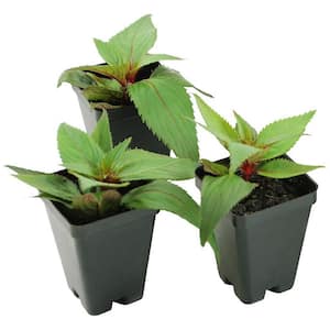 2.5 In. Compact Red Candy SunPatiens Impatiens Outdoor Annual Plant with Red and Pink Flowers (3-Pack)