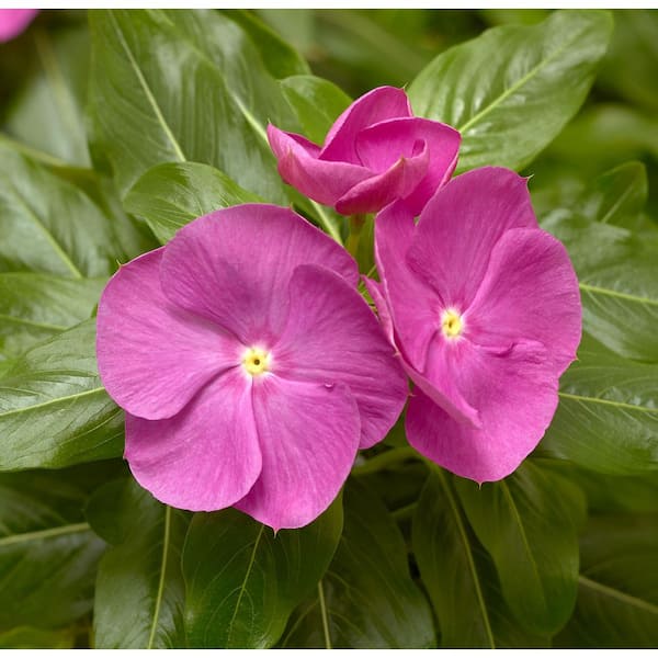 Pure Beauty Farms 1.38 Pt. Vinca Cora Periwinkle Plant Orchid
