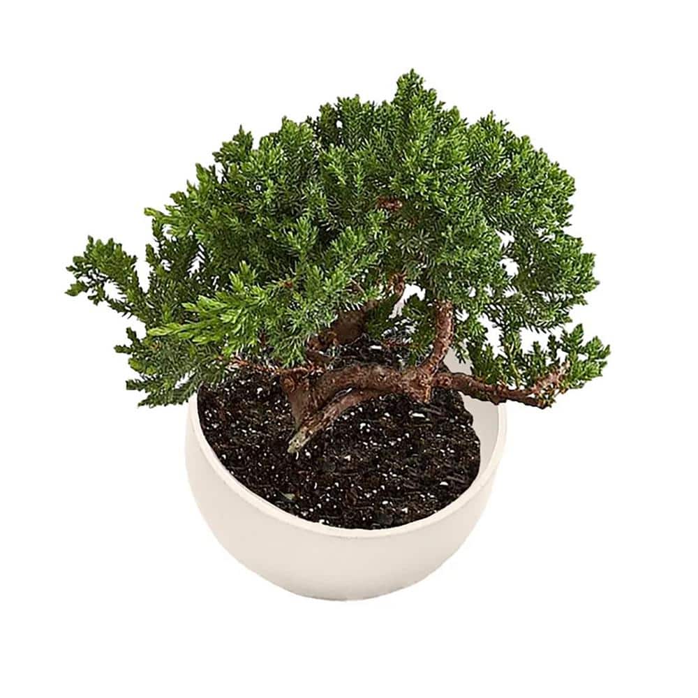 Cream 7" Orbital Bamboo Planter for Succulents