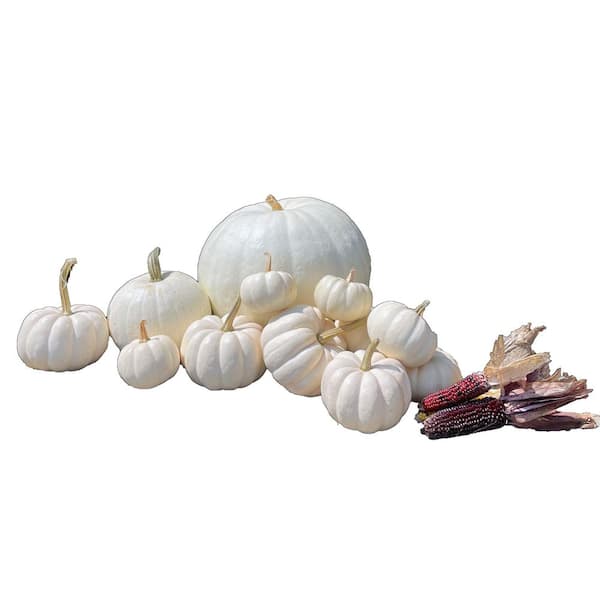 SEXTON CHRISTMAS/CONSIGN Real Assorted White Pumpkin Ghost Boo Collection Box (Set of 14)
