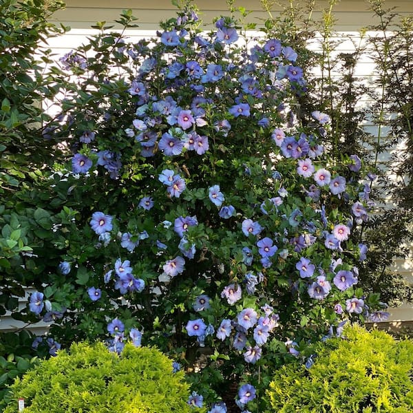 PROVEN WINNERS 4.5 in. Qt. Azurri Blue Satin Rose of Sharon