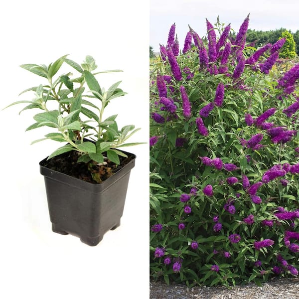national PLANT NETWORK 3.25 in. Enduring Buddleia Shrub Collection with Multi-color Flowers (4-Pack)