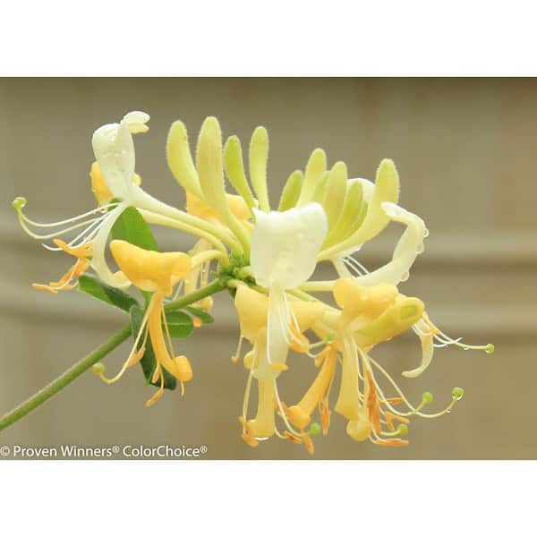 PROVEN WINNERS 4.5 in. Qt. Scentsation Honeysuckle (Lonicera) Live