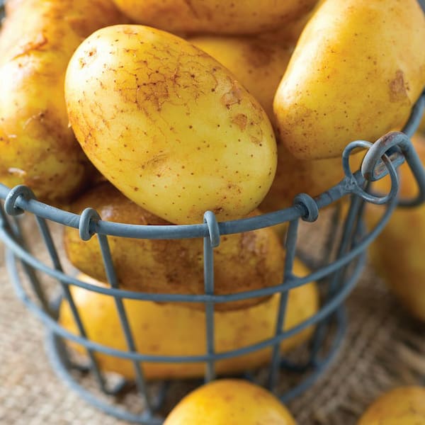 VAN ZYVERDEN Van Zyverden Potatoes Yukon Gold (Set of 12) Plant Bulbs