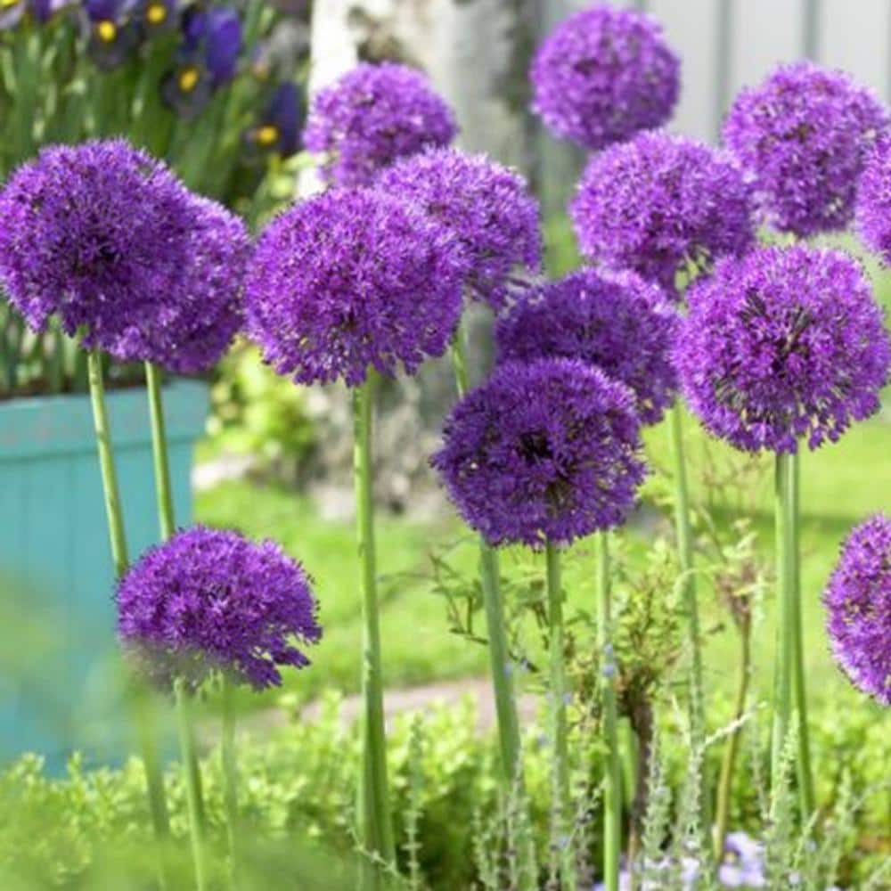 VAN ZYVERDEN Purple Allium Purple Sensation (12-Pack) 87121