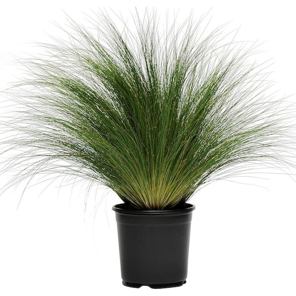 Unbranded Perennial Grass Stipa Pony Tails 2.5 qt.