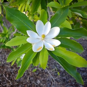 1 Gal. Sweetbay Magnolia Semi-Evergreen Tree with White Flowers