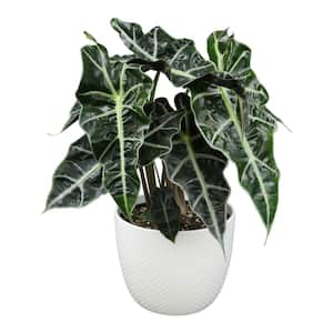 African Mask Plant Elephant Ear (Alocasia amazonica) Live House Plant with 6 in. White Textured Ceramic Pot
