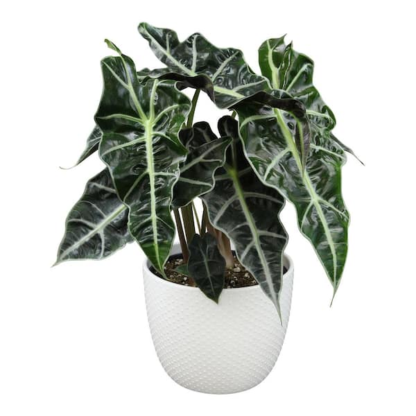 ALTMAN PLANTS African Mask Plant Elephant Ear (Alocasia amazonica) Live House Plant with 6 in. White Textured Ceramic Pot