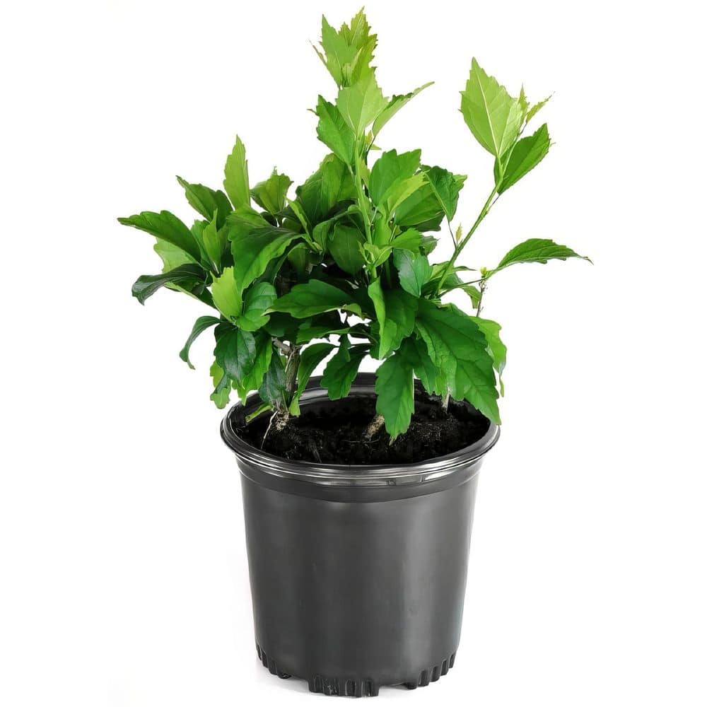 1 Gal. Head Over Heels Blush Hibiscus Plant with Pink Blooms (40-Pack) price history on PriceWatchPro