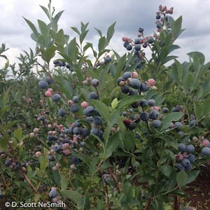 2 Gal. Frostberry Delight Blueberry (Rabbiteye) Bush, Fruit-Bearing Live Shrub, Plentiful Delicious Sweet Berries