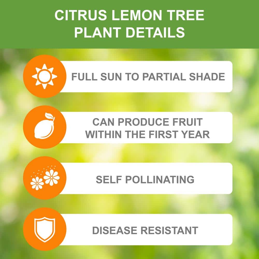 Meyer Lemon Tree Live Plant in 1 Gallon Pot