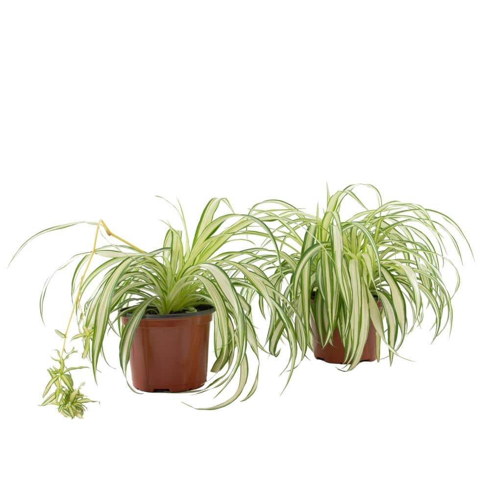 Spider Plant 6 in. Pot (2-Pack) THD100007 - The Home Depot