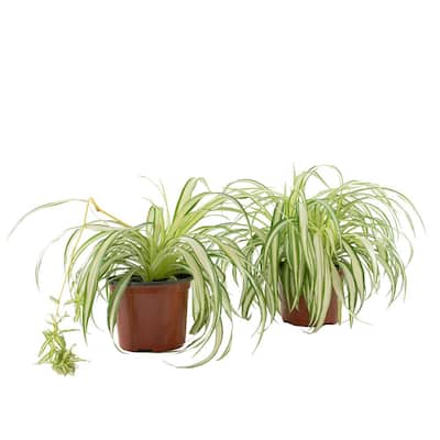 Low Light - Indoor Plants - Garden Center - The Home Depot