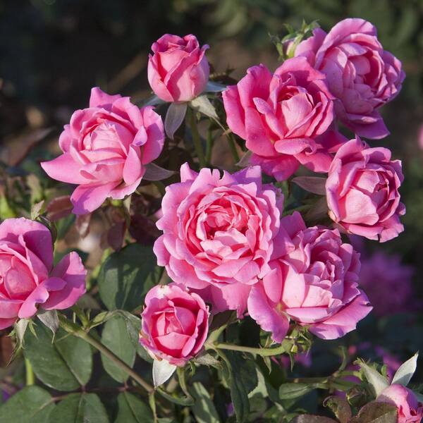 KNOCK OUT 2 Gal. Pink Double Knock Out Rose With Pink FLowers