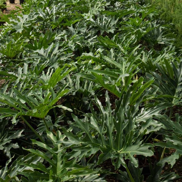 2.5 Qt. Split Leaf Philodendron - Live Evergreen Shrub with Large Glossy Green Foliage