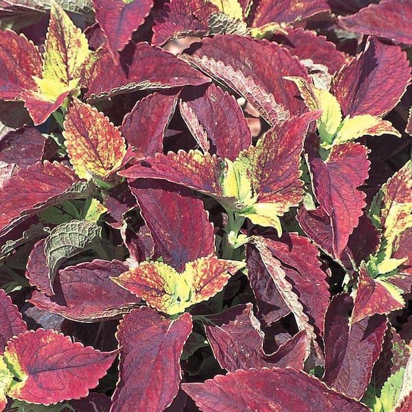 Vigoro 2.5 Qt. Plectranthus Plant