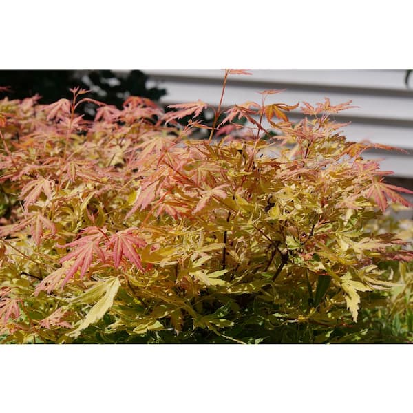 Proven Winners 4.5" Qt. Metamorphosa Japanese Maple (Acer palmatum) Live Shrub with Yellow, Orange, and Red Foliage