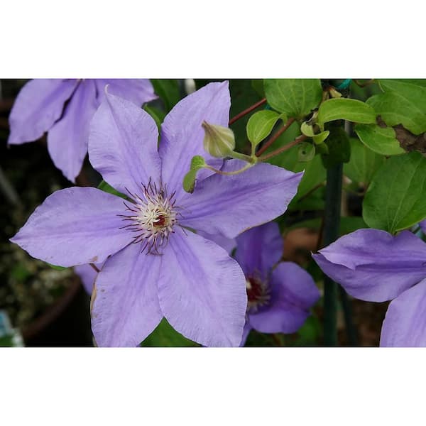 Clematis Ramona-Live Plant in a 4 in. Growers Pot-Clematis Ramona-Beautiful Soft Purple Flowering Vine