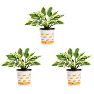 2 Qt. Green Variegated Minuteman Hosta Perennial Plant (3-Pack)