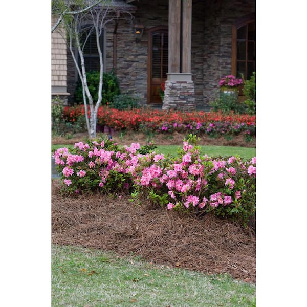 ENCORE AZALEA 1 Gal. Autumn Carnation Azalea Live Reblooming