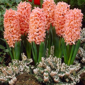 Hyacinths Gipsy Queen Set of 10 Bulbs