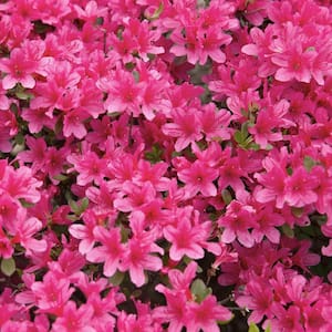 2.25 gal. FlorAmore Azalea Hot Pink Shrub with Pink Flowers (1-Piece)