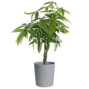 Pachira Braid Indoor Money Tree Plant in 10 in. Gray Planter, Avg. Shipping Height 3-4 ft. Tall