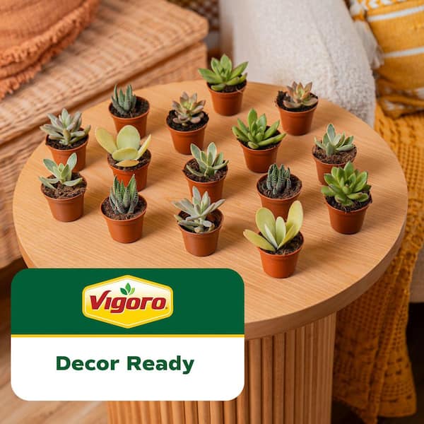 Mini Unique Indoor Succulent Plants in 2 in. Round Grower Pot, Average Shipping Height 2 in. Tall (30-Pack)