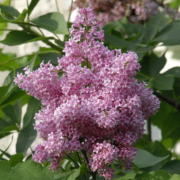 Spring Hill Nurseries 12 in. to 18 in. Tall James Macfarlane Lilac (Syringa) Hedge Starter Kit, Live Bareroot Shrubs (4-Pack)