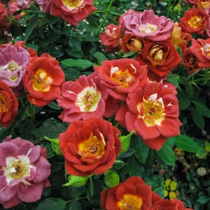 Hot and Sassy Miniature Rose Dormant Bare Root Plant (1-Pack)