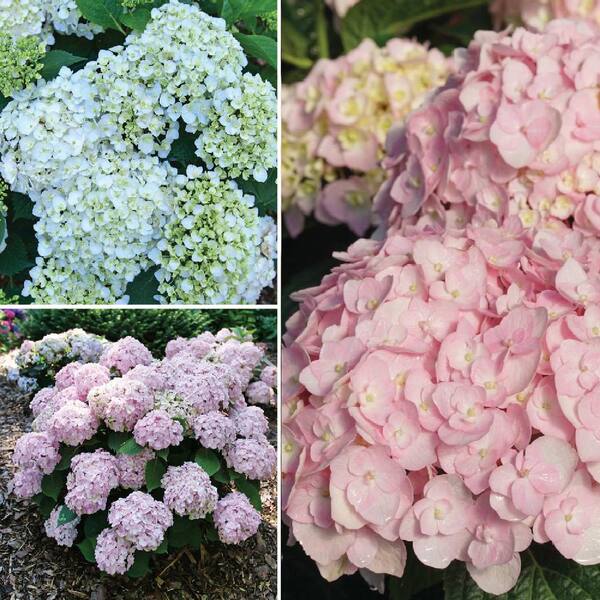 Proven Winners 1 gal. Wee Bit Innocent Bigleaf Hydrangea