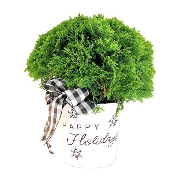 Unbranded 10 in. Holiday Danica Globe Arborvitae Live Shrub 10 in. Farmhouse White Metal Happy Holidays Container with Plaid Bow