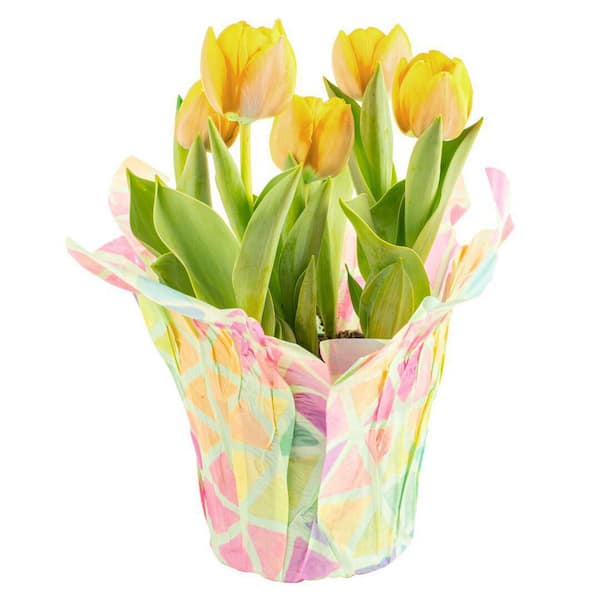 Costa Farms 6 in. Yellow Tulip Plant in Easter Decor Mylar Wrap, Average Shipping Height 10 in. Tall