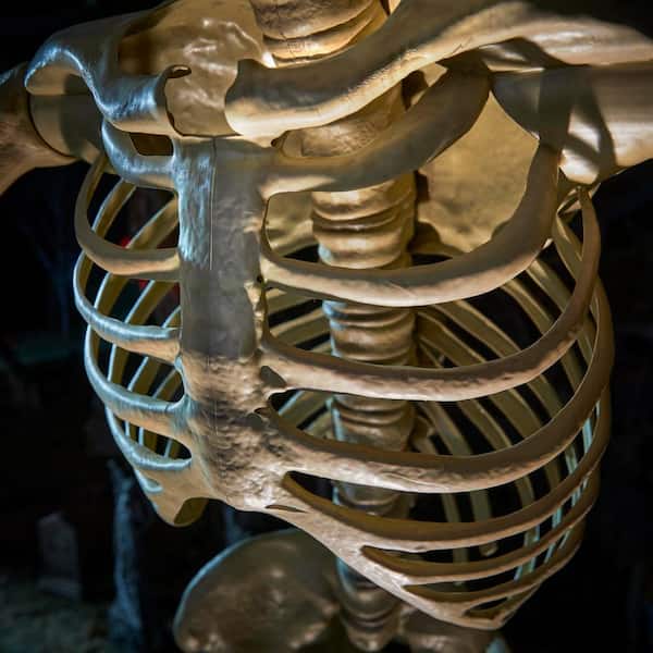 giant human skeleton