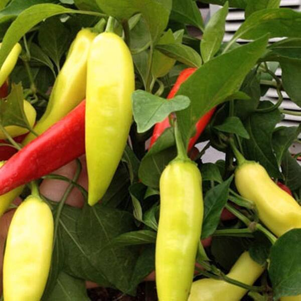 PROVEN WINNERS Sweet Hungarian Wax Pepper, Live Plant, Vegetable, 4.25 in. Grande
