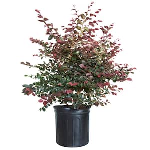 Rapanea Punctata SOUTHERN LIVING 3 Gal. Red Diamond Midsize Loropetalum, Evergreen Shrub ...