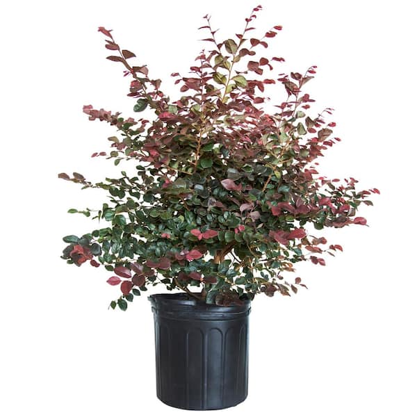 2.5 Gal - Ruby Loropetalum - Live Evergreen Shrub with Purple Foliage