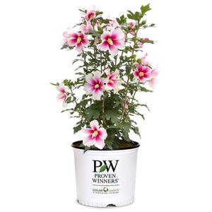 2 Gal. Paraplu Pink Ink Rose of Sharon (Hibiscus) Shrub with White and Pink Flowers