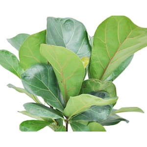 Little Fiddle Leaf Fig Indoor Plant in 6 in. Ceramic Planter, Avg. Shipping Height 10 in. Tall