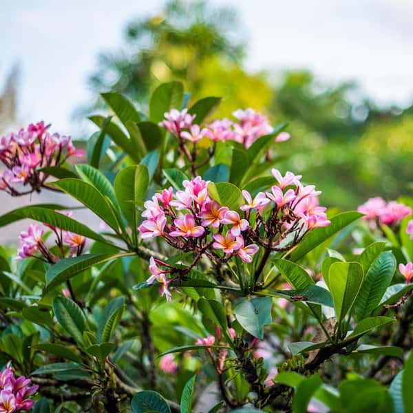 national PLANT NETWORK 1 gal. Plumeria Mabela Plant with