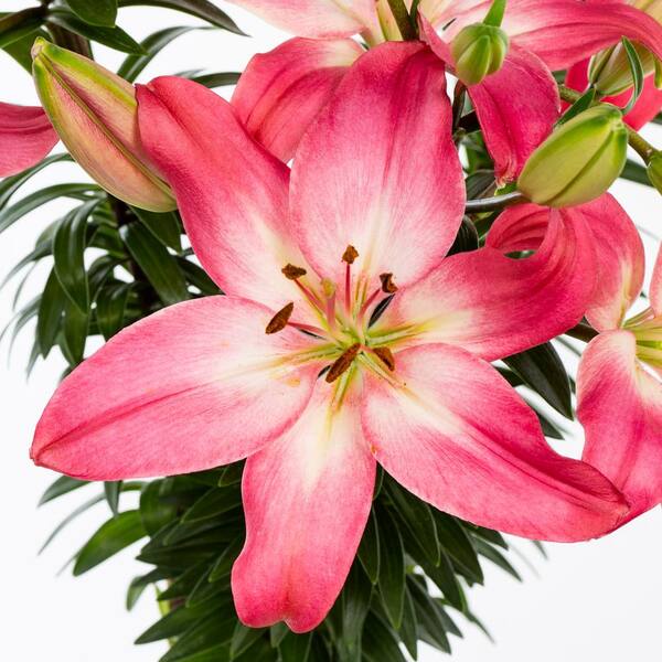Vigoro 2 Qt. Lily 'Tiny Diamond' Perennial Plant with Pink