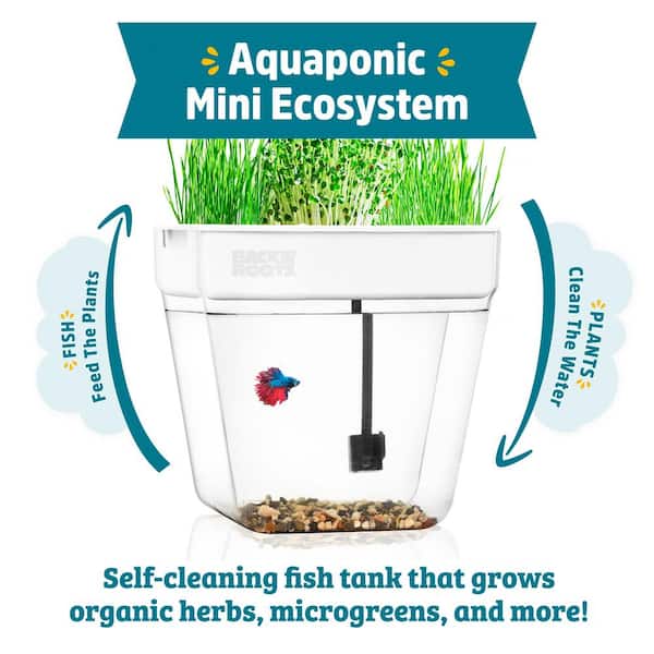 Aquarium Plants That Clean The Water of Your Fish Tank – Micro Aquatic Shop