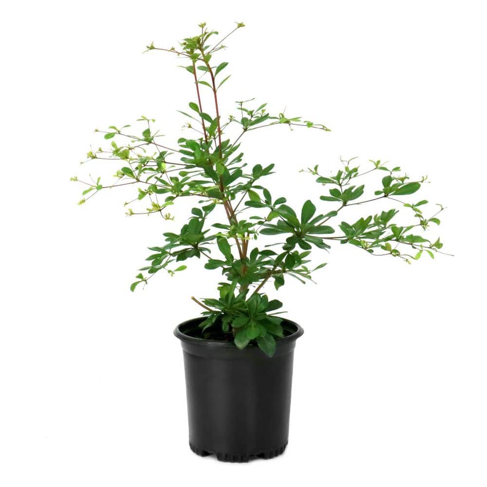 1 gal. Bucida Buceras Black Olive Tree price history on PriceWatchPro
